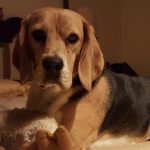 Mobile Animal Physiotherapist | Animal Physio | Veterinary Physiotherapist | Somerset West | Cape Town